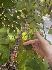 Bauhinia jenningsii