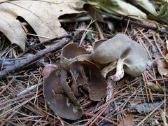 Helvella solitaria