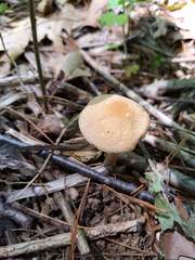 Agrocybe acericola