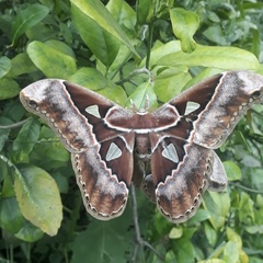 Rothschildia speculifer