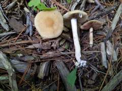 Agrocybe acericola