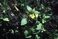 Erythranthe washingtonensis