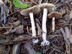 Agrocybe acericola
