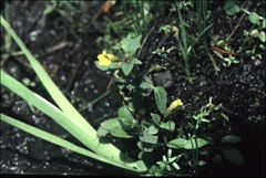 Erythranthe washingtonensis