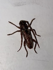 Elaphidion irroratum