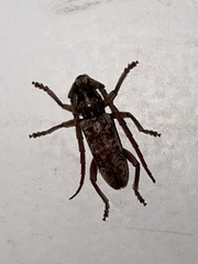 Elaphidion irroratum