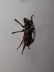 Elaphidion irroratum