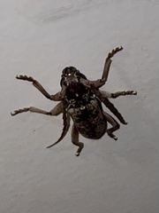 Elaphidion irroratum