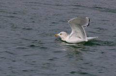 Larus argentatus × hyperboreus