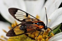 Cosmosoma centralis