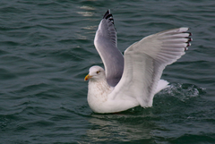 Larus argentatus × hyperboreus