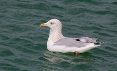 Larus argentatus × hyperboreus
