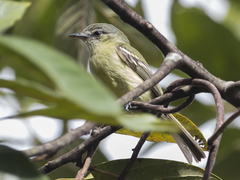 Tolmomyias sulphurescens