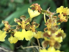 Trichocentrum cebolleta