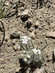 Johnstonella angustifolia