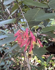Bauhinia jenningsii