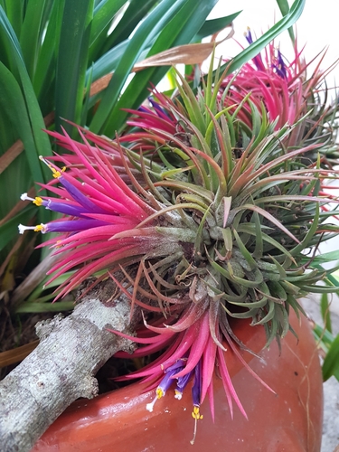 Blushing Bride Airplant