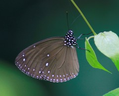 Euploea tulliolus