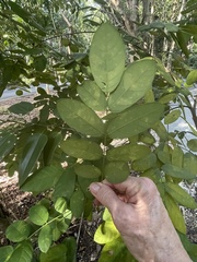 Bauhinia jenningsii