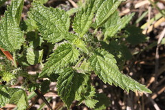 Urtica incisa