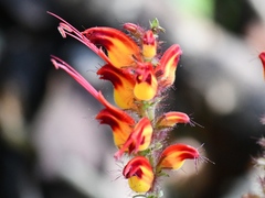 Stenostephanus