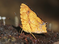 Symbrenthia anna
