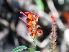 Stenostephanus