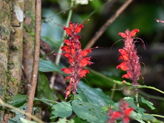 Stenostephanus