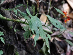 Stenostephanus