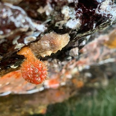 Boltenia