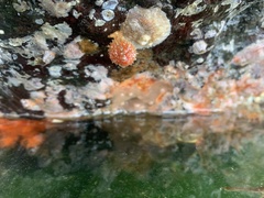 Boltenia