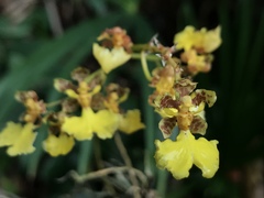 Trichocentrum cebolleta