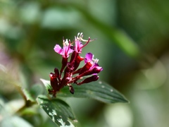 Monochaetum magdalenense