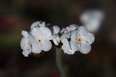 Plagiobothrys figuratus