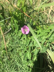 Calystegia sepium roseata x Silvatica disjuncta