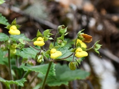 Calceolaria leucanthera
