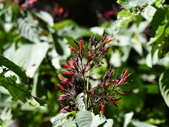 Salvia libanensis