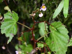 Begonia subcostata
