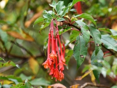 Fuchsia