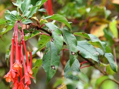 Fuchsia