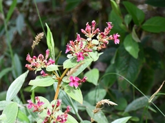 Monochaetum magdalenense