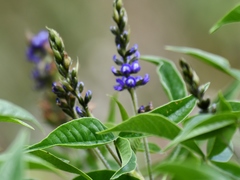 Otholobium mexicanum