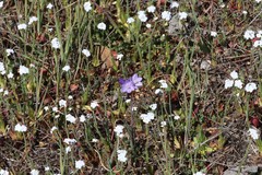 Plagiobothrys figuratus