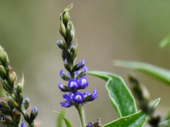 Otholobium mexicanum