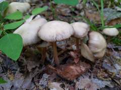 Agrocybe acericola