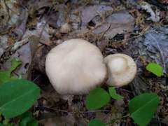 Agrocybe acericola