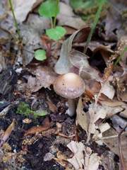 Agrocybe acericola