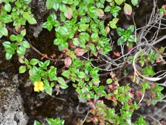 Chaetolepis thymifolia