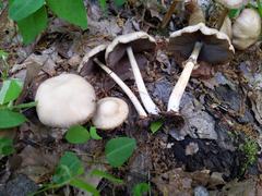 Agrocybe acericola