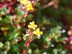 Chaetolepis thymifolia